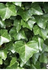 Hedera Helix Wonder