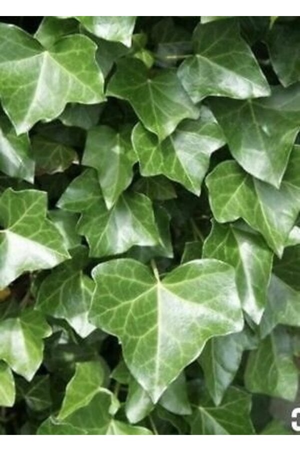 Hedera Helix Wonder