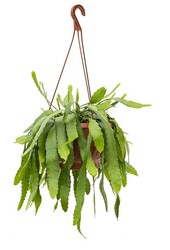 Lepismium Houlletianum