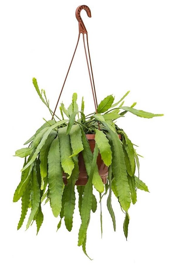 Lepismium Houlletianum