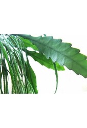 Lepismium Houlletianum