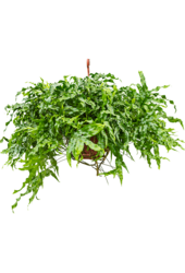 Microsorum Diversifolium