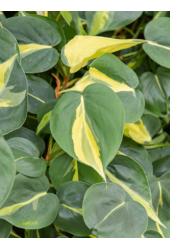 Filodendron Grand Brasil