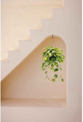 Filodendron Grand Brasil