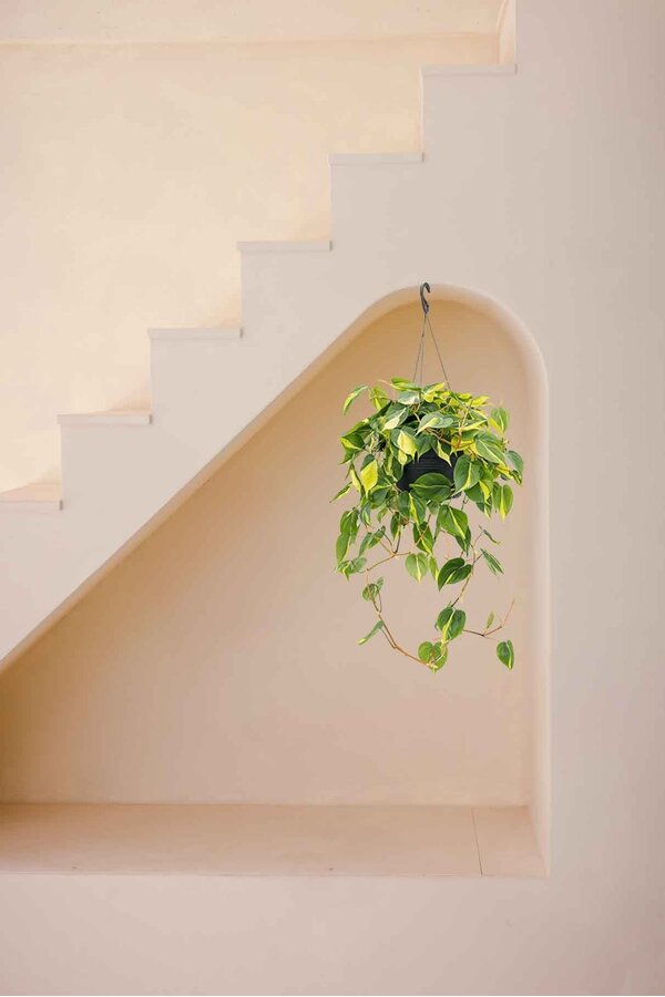 Filodendron Grand Brasil