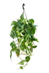 Filodendron Scandens