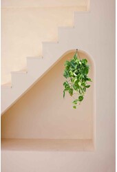 Filodendron Scandens