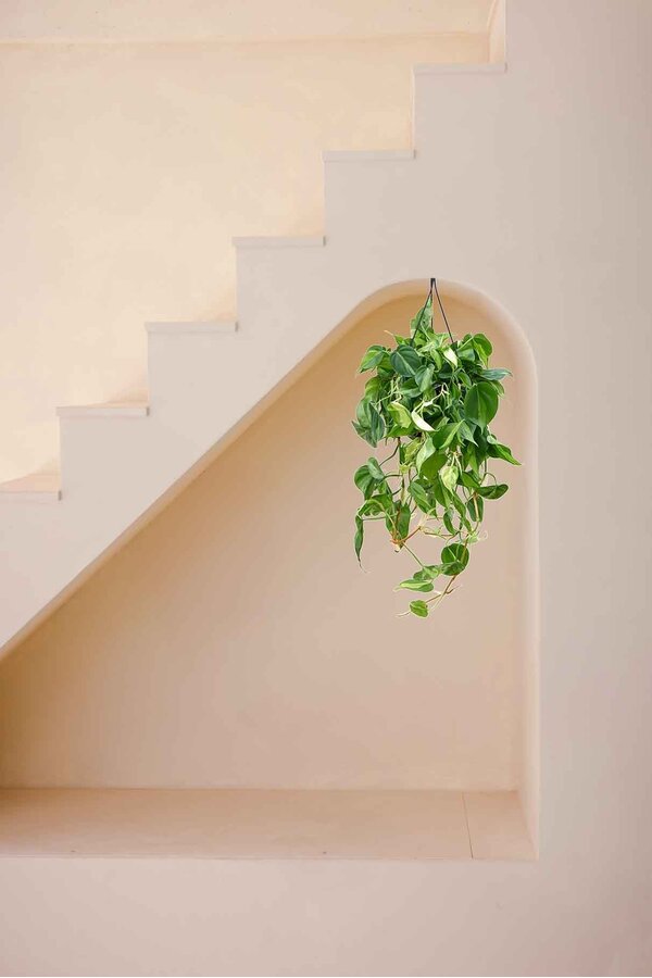 Filodendron Scandens