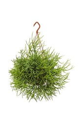 Rhipsalis Heteroclada
