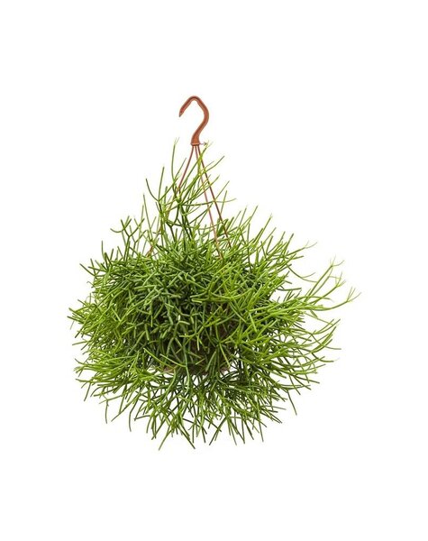 Rhipsalis