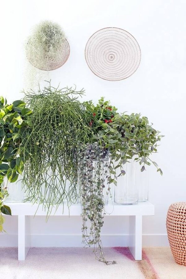 Rhipsalis Heteroclada