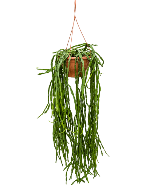 Rhipsalis