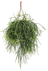 Rhipsalis Pulchra S
