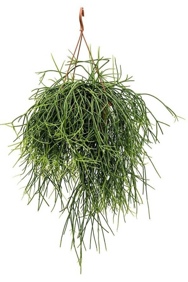 Rhipsalis Pulchra S