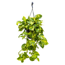 Scindapsus