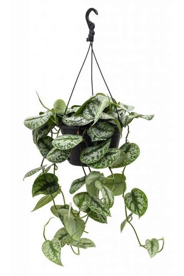 Scindapsus Spikkel Large