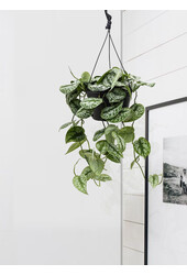 Scindapsus Spikkel Large