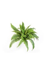 Sztuczna roślina Nephrolepis boston