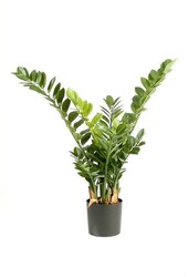 Zamioculcas smaragd sztuczna roślina