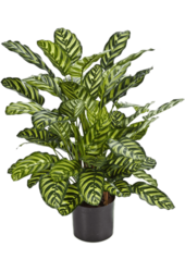 Sztuczna roślina Calathea
