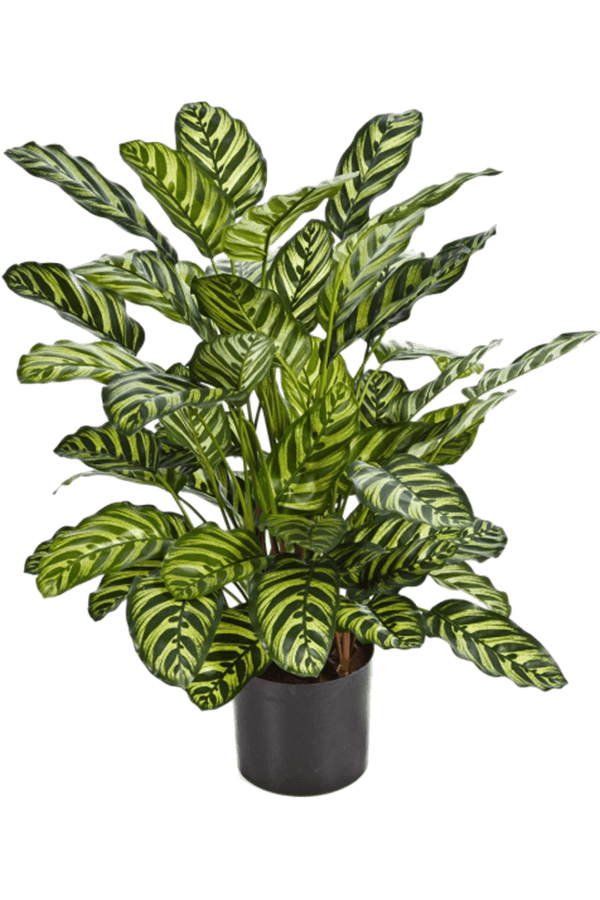 Sztuczna roślina Calathea