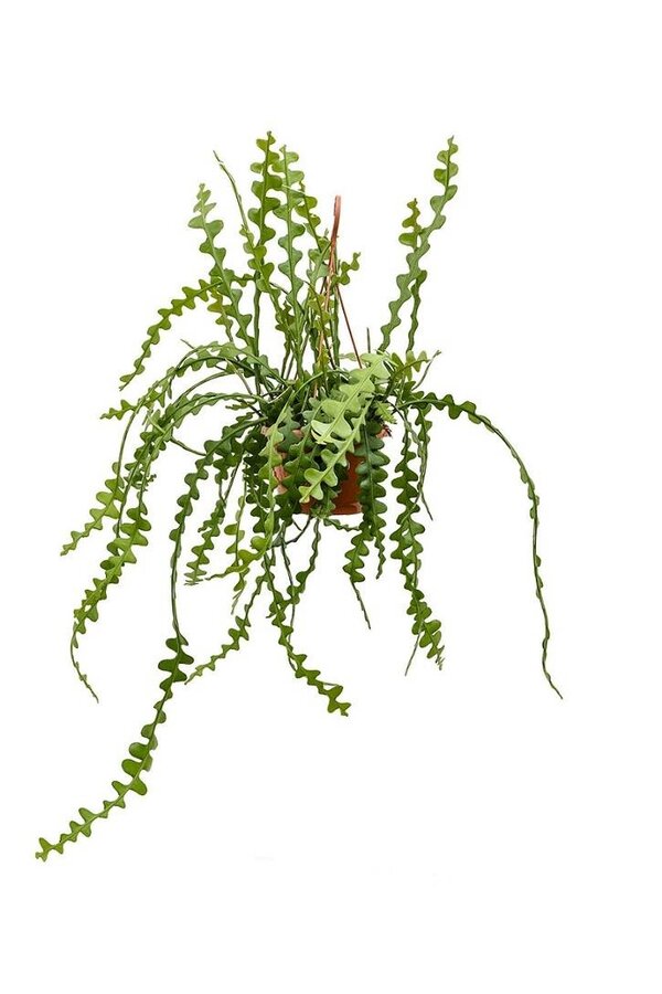 Epiphyllum Anguliger