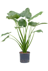 Hydroponiczna Alocasia cucullata