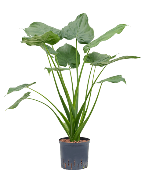 Hydroponiczna Alocasia