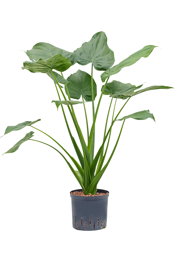 Hydroplant Alocasia cucullata