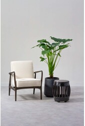 Hydroponiczna Alocasia cucullata