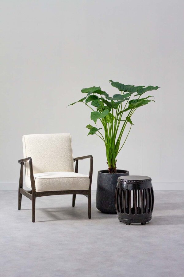 Hydroplant Alocasia cucullata