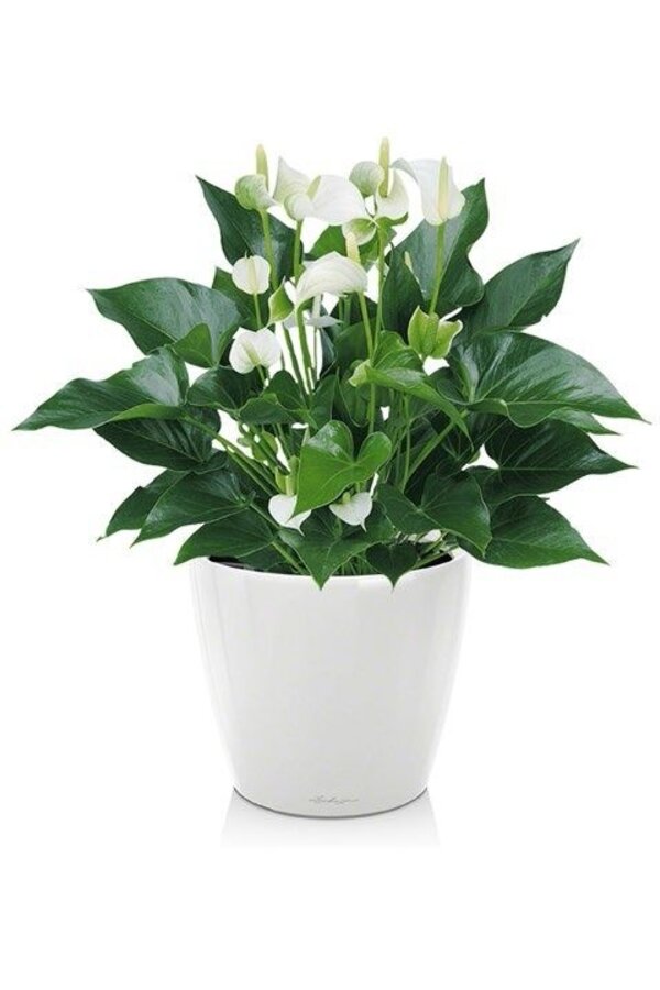 Anthurium White Champion w samonawadniającym się Classico