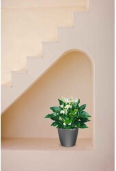 Anthurium White Champion w samonawadniającym się Classico