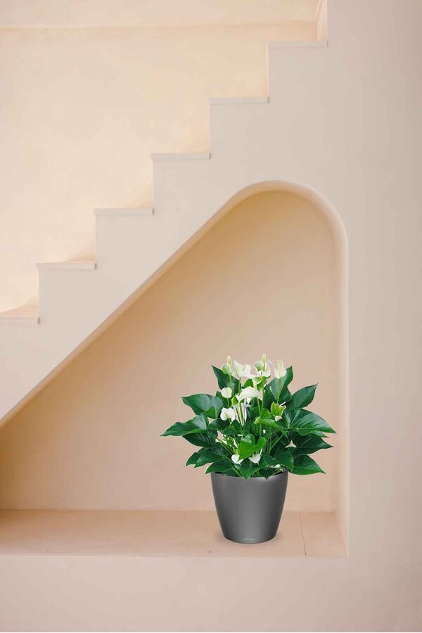 Anthurium White Champion w samonawadniającym się Classico