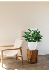 Anthurium White Champion w samonawadniającym się Classico