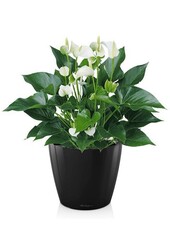Anthurium White Champion w samonawadniającym się Classico
