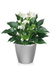 Anthurium White Champion w samonawadniającym się Classico