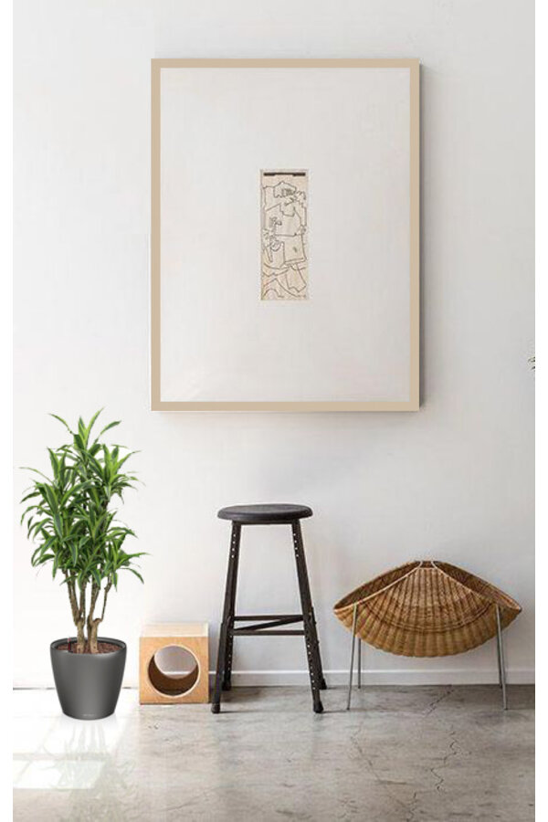 Dracena lemon line w samonawadniającej doniczce Classico