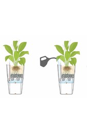 Dracena lemon line w samonawadniającej doniczce Classico