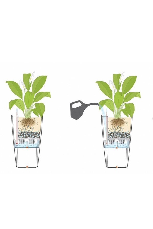 Dracena lemon line w samonawadniającej doniczce Classico