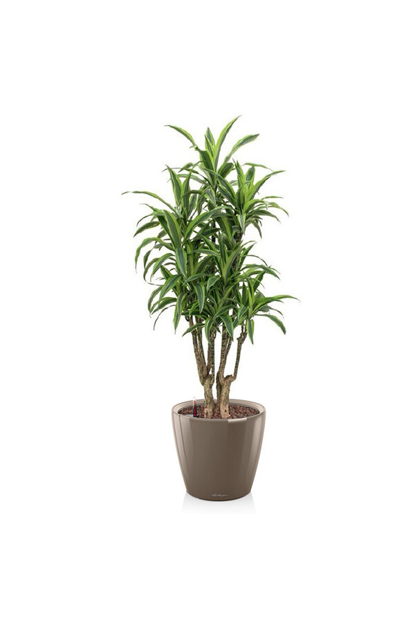 Dracaena lemon line w samonawadniającym się Classico