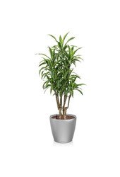 Dracaena lemon line w samonawadniającym się Classico