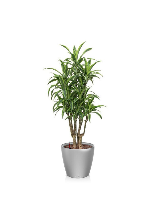 Dracena lemon line w samonawadniającej doniczce Classico