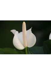 Anturium stołowe białe