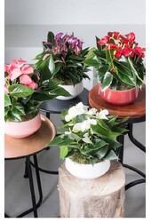 Anthurium stołowe czerwone