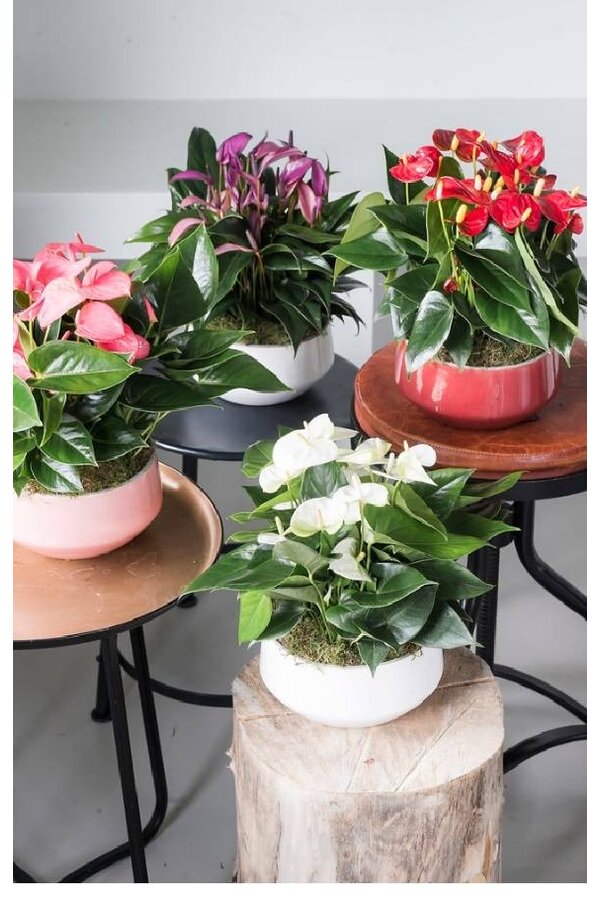 Stół Anthurium czerwony