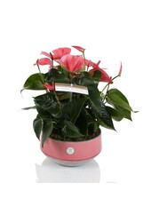 Stół Anthurium różowy