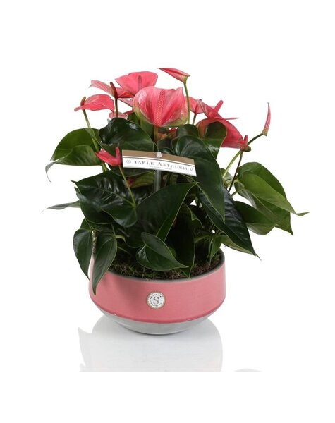 Anthurium