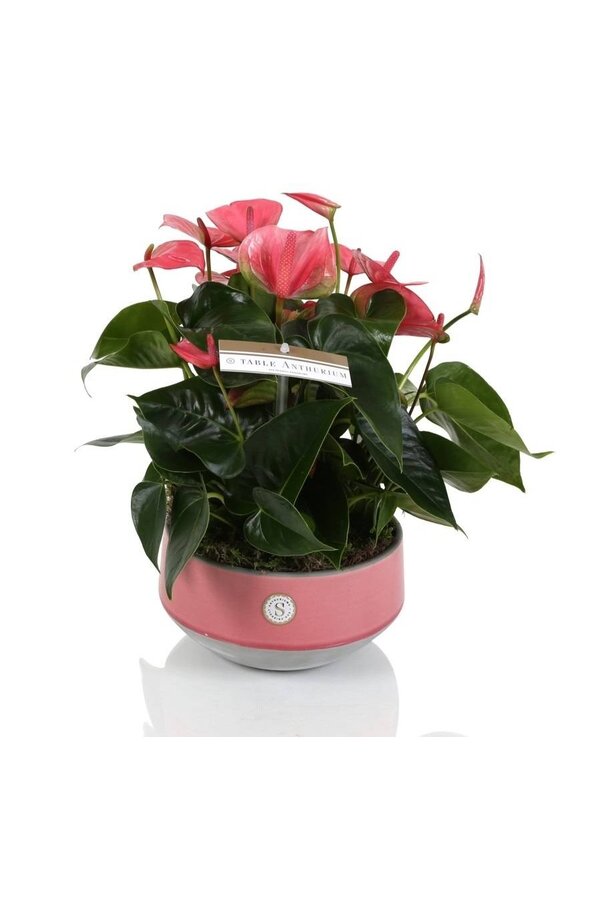 Stół Anthurium różowy