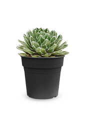 Agawa victoria reginae